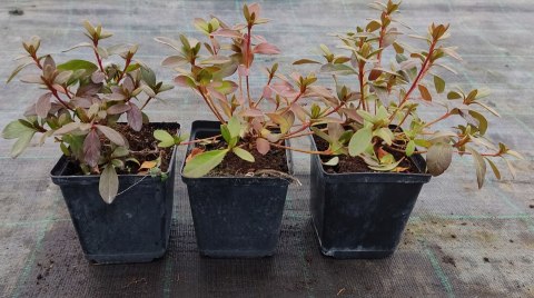 Azalia japońska Peppina doniczka 0,5L