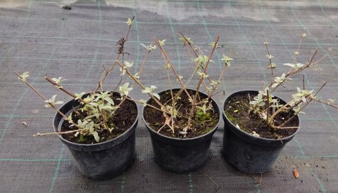 Azalia japońska Schneesturm doniczka 2L