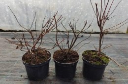 Guzikowiec zachodni doniczka 2L