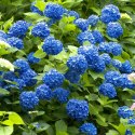 Hortensja ogrodowa Nikko Blue doniczka 1L
