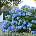 Hortensja ogrodowa Nikko Blue doniczka 1L