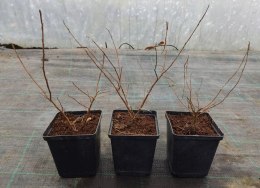 Lagerstroemia Red Imperator doniczka 0,5L