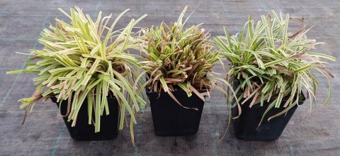 Turzyca morrowa Silver Sceptre doniczka 1L