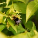 Zadrzewnia nadbrzeżna Honeybee doniczka 2L