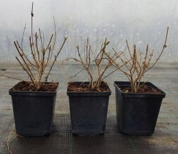 Barbula klandońska Niebieskie Kwiaty Pachnąca doniczka 0,5L