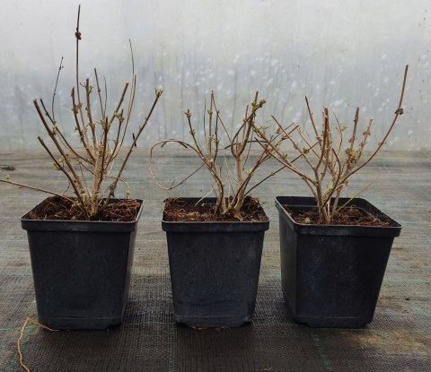 Barbula klandońska Niebieskie Kwiaty Pachnąca doniczka 0,5L