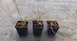 Borówka amerykańska Herbert doniczka 0,5L