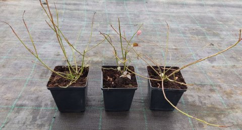 Borówka amerykańska Herbert doniczka 0,5L