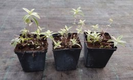 Budleja dawida Santana doniczka 1L