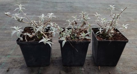 Budleja dawida White Profusion doniczka 1L