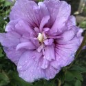 Hibiskus Lavender Chiffon doniczka 0,5L