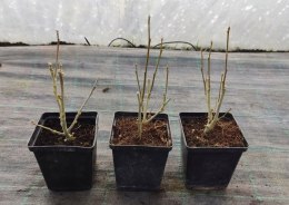 Hibiskus White Chiffon doniczka 0,5L