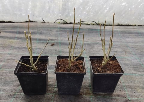 Hibiskus White Chiffon doniczka 0,5L