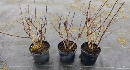 Pęcherznica Lady in Red doniczka 2L