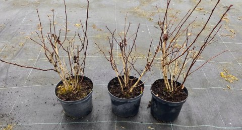 Pęcherznica Lady in Red doniczka 2L