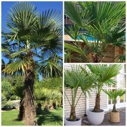 Palma Mrozoodporna Trachycarpus Fortunei doniczka 0,5L