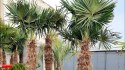 Palma Mrozoodporna Trachycarpus Fortunei doniczka 0,5L