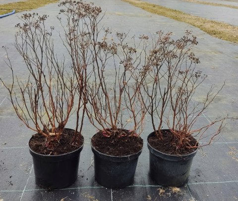 Tawuła japońska Crispa doniczka 2L