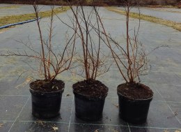 Tawuła nippońska Snowmound doniczka 3L