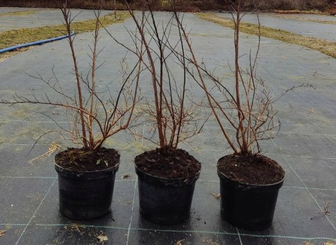 Tawuła nippońska Snowmound doniczka 3L