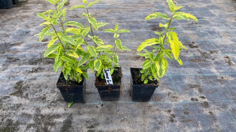 Barbula klandońska Niebieskie Kwiaty Pachnąca doniczka 0,5L