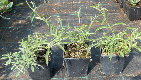 Budleja Trójkolorowa doniczka 1L