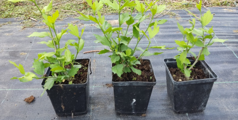 Hibiskus White Chiffon doniczka 0,5L