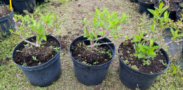 Hortensja Bukietowa Grandiflora Doniczka 5L