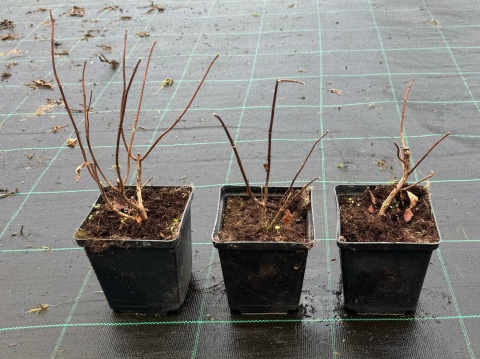 Hortensja bukietowa Bobo doniczka 1L