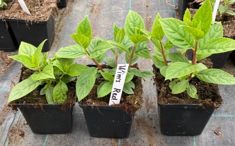 Hortensja bukietowa Wim's Red doniczka 1L
