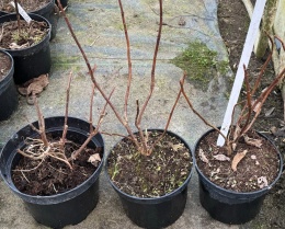 Hortensja drzewiasta Strong Annabelle Mocne pędy doniczka 2L