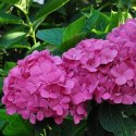 Hortensja ogrodowa Bouquet Rose doniczka 2L