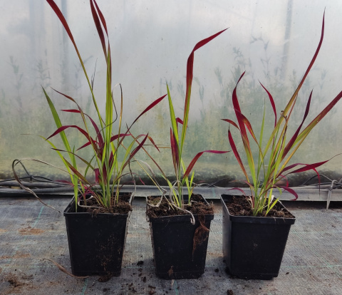 Imperata Red Baron doniczka 1L