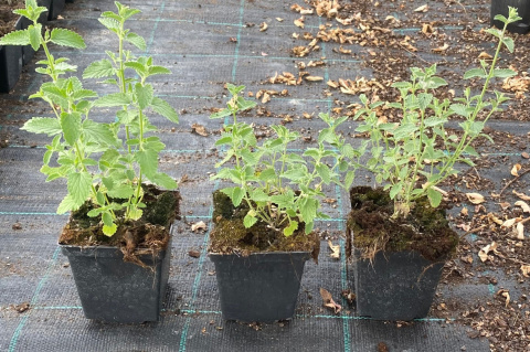 Kocimiętka Nepeta Przeciwko Komarom doniczka 0,5L