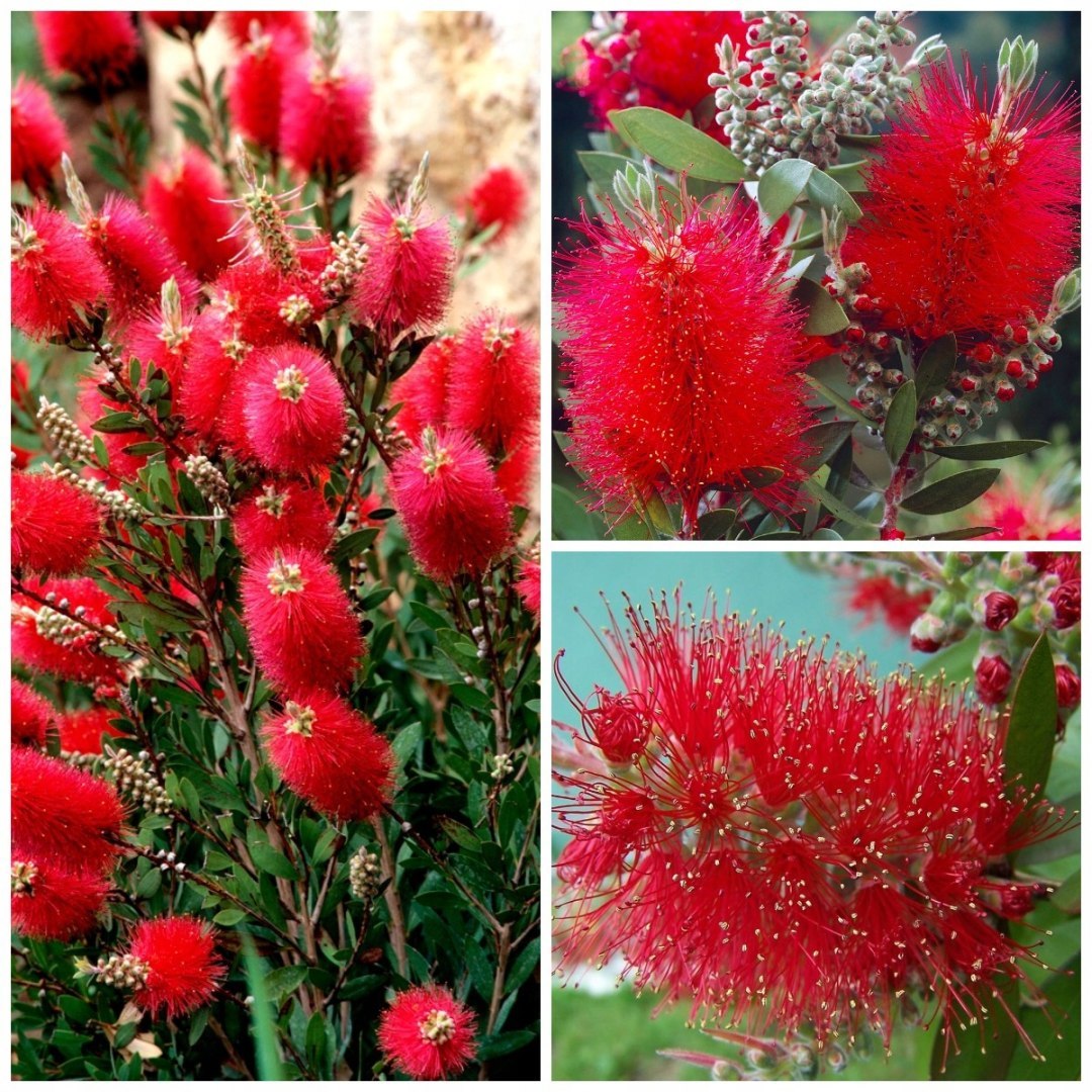 Callistemon 'Masotti Mini Red