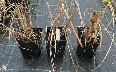 Miskant chiński Adagio Idealny do Donicy doniczka 1L