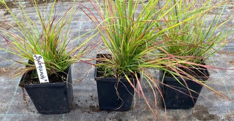 Rozplenica japońska Burgundy Bunny doniczka 1L