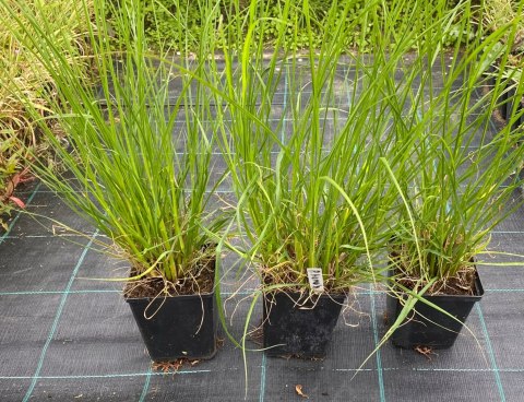 Rozplenica japońska Hameln piórkówka doniczka 1L