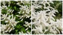 Tawułka Białe Puszyste Kwiatostany doniczka 1L