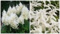 Tawułka Białe Puszyste Kwiatostany doniczka 1L