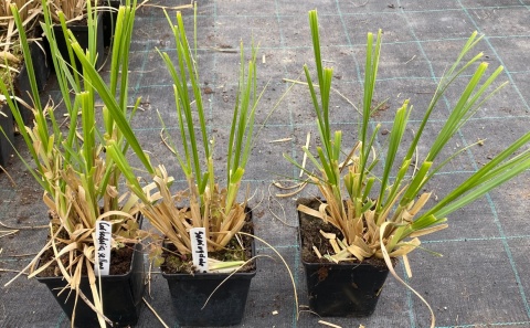 Trawa pampasowa Sunningdale Silver doniczka 1L