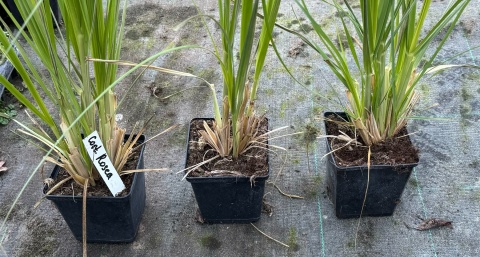 Trawa pampasowa różowa doniczka 0,5L