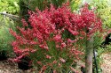 Żarnowiec Czerwono-różowy Boskoop Ruby doniczka 2L