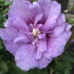 Krzew Hibiskus Ogrodowy Lavender Chiffon Dwukolorowe Kwiaty Doniczka 2L