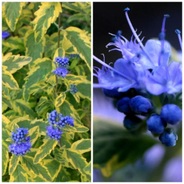 Barbula klandońska Niebieskie Kwiaty Pachnąca doniczka 0,5L