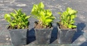 Hortensja Ogrodowa Green Shadow Idealna do Donicy na Taras doniczka 1L