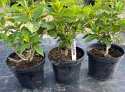 Hortensja bukietowa Grandiflora doniczka 3L