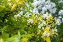 Jaśminowiec wonny wyjątkowy zapach kwiatów doniczka 2L