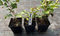 Lagerstroemia Red Imperator doniczka 0,5L