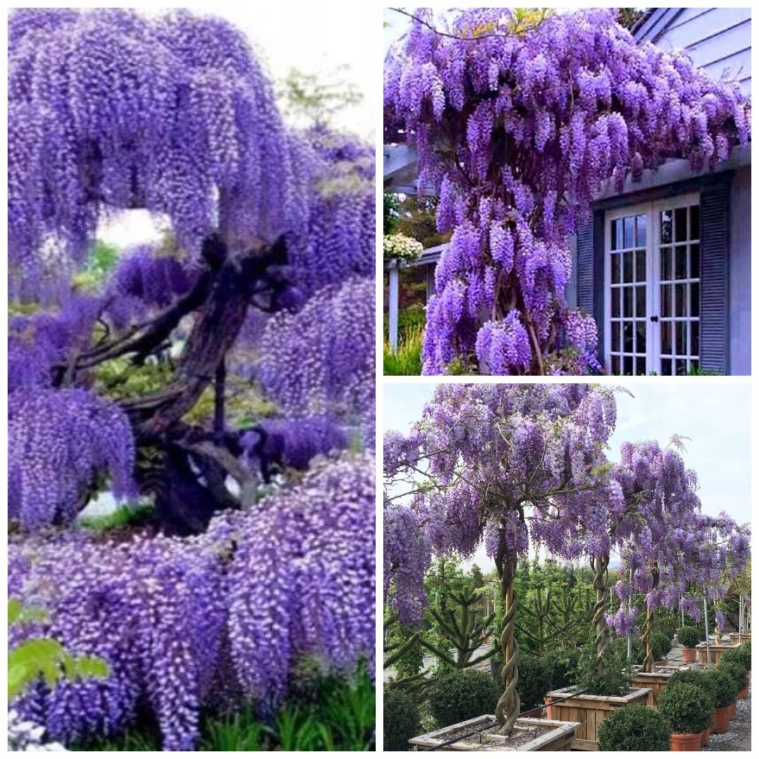 WISTERIA Sinesis GLICYNIA Chiska Wyjtkowe Pncze Doniczka 0,5L